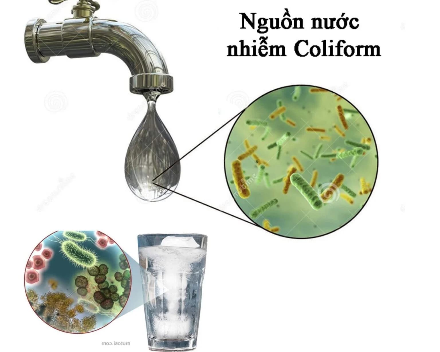 Tác hại của nước nhiễm khuẩn đối với sức khỏe con người