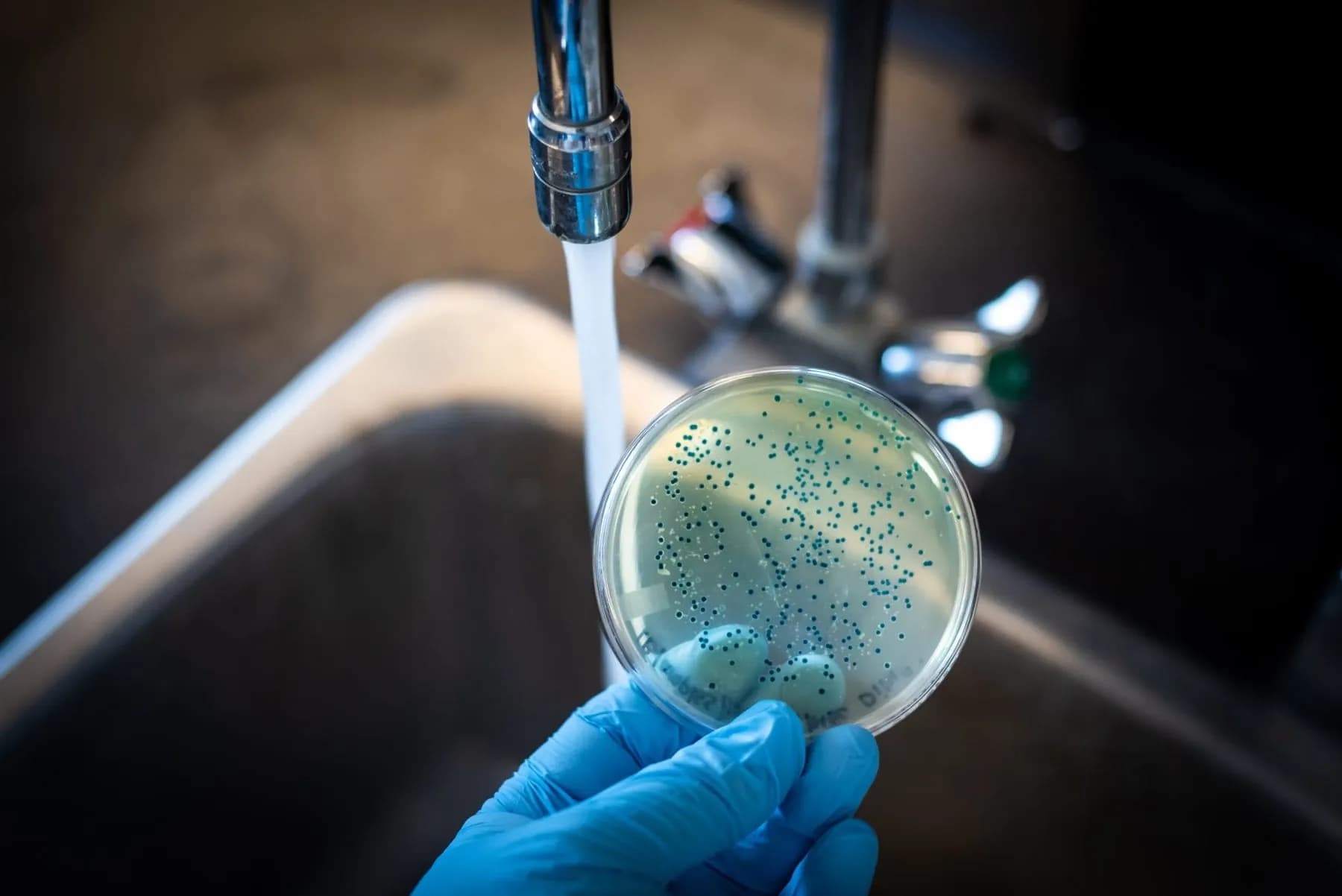 Tác hại của E. coli đối với sức khỏe