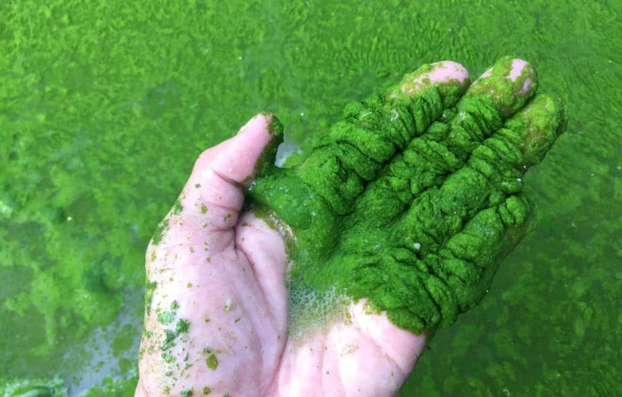 Tảo độc là gì