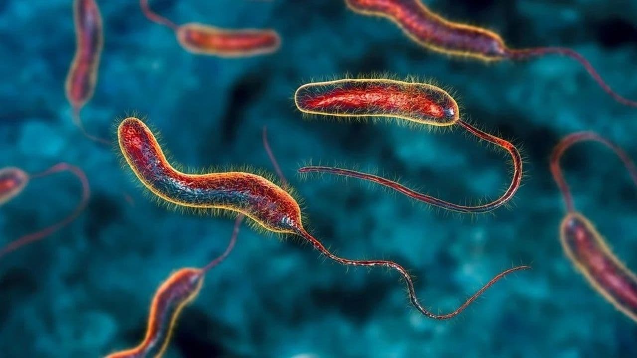 Vi khuẩn Vibrio cholerae