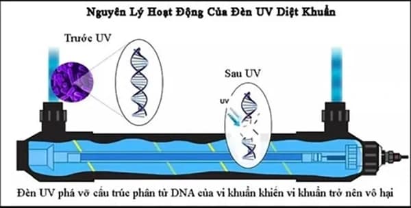 Nguyên lý hoạt động của đèn UV