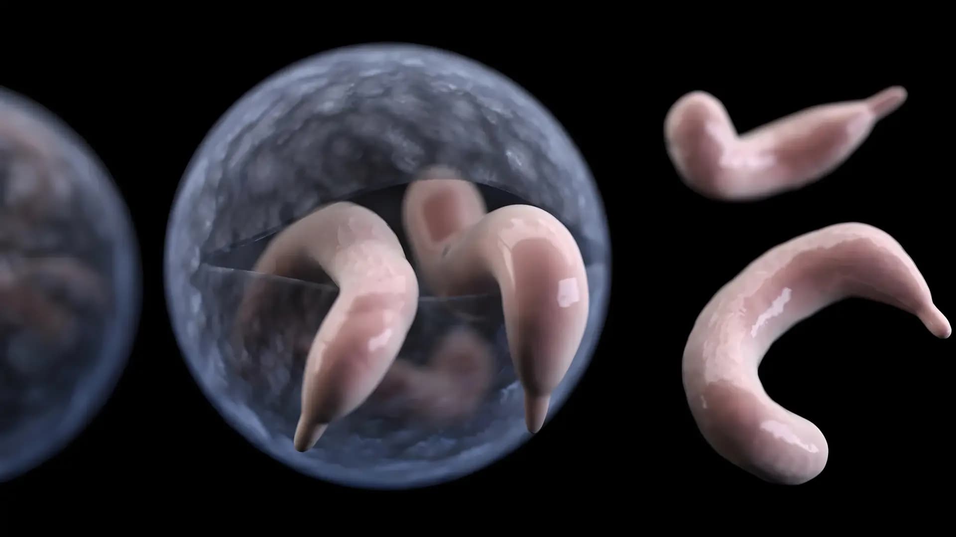 Cryptosporidium là một ký sinh trùng đơn bào gây bệnh đường ruột