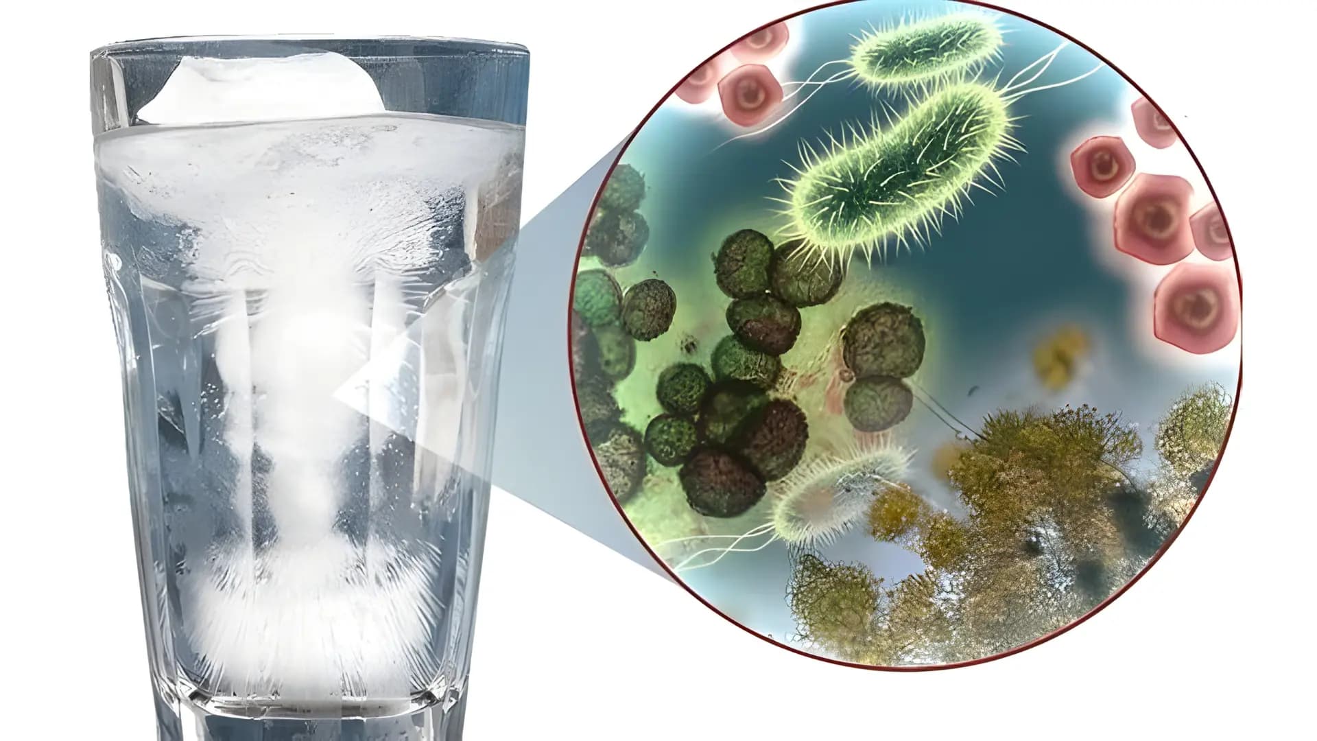Cryptosporidium thường lây truyền qua nguồn nước bị nhiễm phân người hoặc động vật