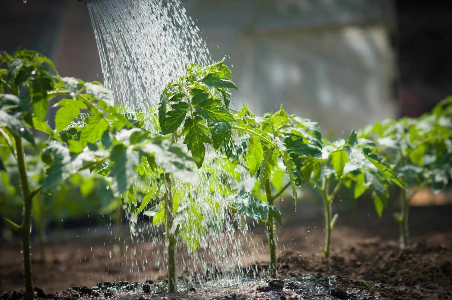 Tổng lưu lượng nước sử dụng tại biệt thự, nhà vườn cao hơn nhiều so với nhà phố thông thường