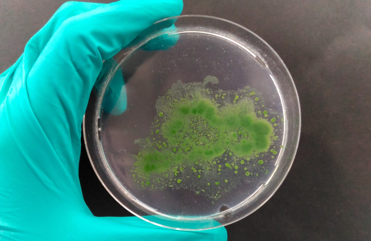 Tảo độc trong nước: Nguyên nhân, dấu hiệu & cách xử lý